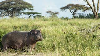 فرس النهر صاحب أقوى قوة عضة بين الحيوانات العاشبة  عالم الحيوان Animal World