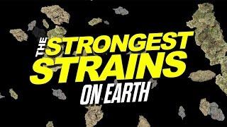 2015 Strongest Strains On Earth