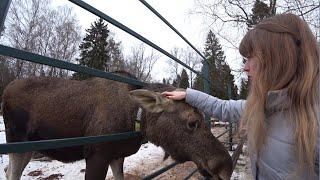 Сумароковская лосиная ферма. Стрельба из Советской пневматики Иж 38.