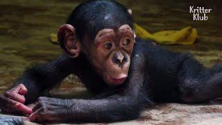 هذا الطفل الشمبانزي ذهب تقريبا إلى الجنة بسبب والدته لأول مرة  كريتر كلوب
