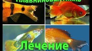 Лечение Плавниковой гнили у Аквариумных рыб Treatment of Fin rot in Aquarium fish