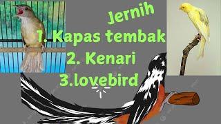 masteran murai kombinasi mewah. kapas tembak kenari Lovebird