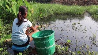 Fishing video   The beautiful girl catch hook fishing  in village mud water #fish #fishing