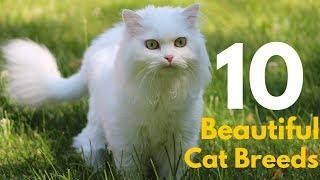 Top 10 Most Cutest Domestic Cat Breeds in the World  Beautiful cats