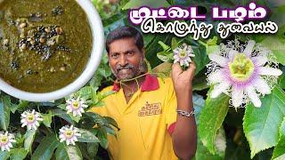 K2K -Epi - 20  முட்டை பழ கொழுந்தில் துவையல்  Canistel Fruit Kozhundhu Thuvaiyal 