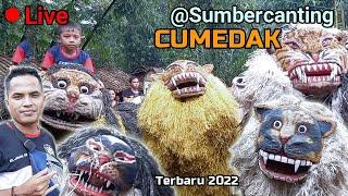 Maong Remaja - LIVE SUMBERCANTING Can Macanan Maong Remaja Terbaru 2022 - Lion Dance Of Java