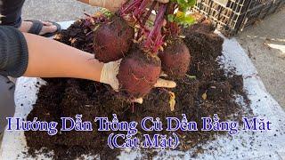 Chia Sẽ Trồng Củ Dền Đỏ Cắt MặtTrồng Chơi Ăn Thiệt #TuanNguyenVlogsUSA.