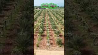 ఖర్జూర & డ్రాగన్ ఫ్రూట్ తోట  Drone Video  సాగు నేస్తం  dates and dragon fruit farming