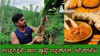 How To make Turmeric powder  sinhala  - kaha kudu hadana hati  kaha kudu Nishpadanaya - කහ වාගව