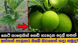 දෙල් අත්තක් මුල් අද්දවා ගැනීමෙන් ඉතා කෙටි කාලයකින් ගෙඩි හැදෙන ගසක් හදා ගමු - breadfruit cultivation.
