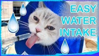 How to Hydrate a Cat at Home Not for emergencies  vet substitute