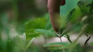 The beauty of Carabalí nature