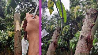 আমের বাকল কলমখারাপ জাত হয়ে যাবে ভালো জাত mango bark grafting