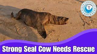 Strong Seal Cow Needs Rescue