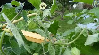 Tolle Physalis-Ernte in Norddeutschland 2019