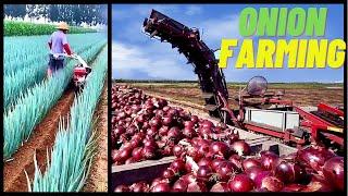 Modern Agriculture Onion Farming Technology  Onion Harvesting And Processing