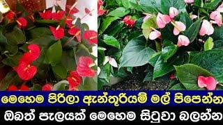 how we can grow an anthurium plant to take many flowers soon.