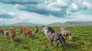 Лошади скачут в поле  очень красиво