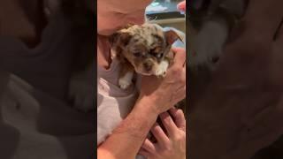 Pet Psychic Speaks to Chihuahua Puppy being Adopted #sweetiepiepets #chihuahua #chihuahuapuppies