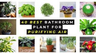 Breathe Better with These 40 Bathroom Plants