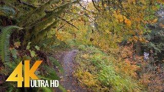 Autumn Forest Walk in 4K  2.5 HRS Nature Video with Nature Sounds and Birds Singing