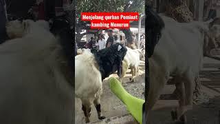 Peminat kambing turun... Update pasar kambing jatinom pasar legend jatinom