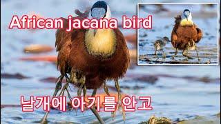 How African jacana care thier babies?#beautiful #india #wildbirds #wildlife #wildbirds