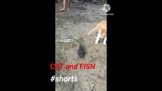 Cat and Fish #shorts