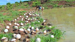 Amazing A man collects eggs at the mouth of a stream and catches many groups