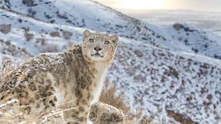 Snow leopard photo tour to Kyrgyzstan.