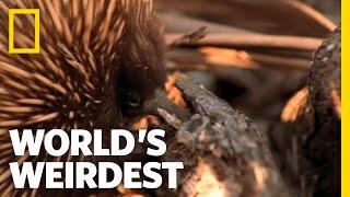 Echidna  Worlds Weirdest