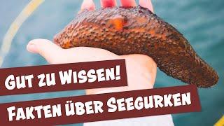 Wie die Seegurke bei der Aquarium-Pflege hilft  Tierisch was los