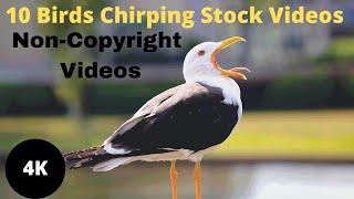 Top 10 Birds Chirping Stock Videos  Royalty-Free Videos  Non-Copyright Videos  HD Videos  4K