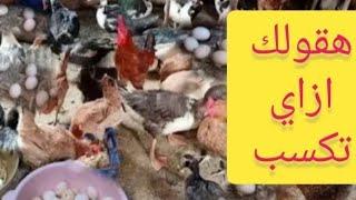 اسباب نجاح مشروع الدجاج البلدي  مشروع بيض الفراخ البلدي واهم النصائح