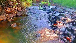 BEAUTIFUL EARLY MORNING SOUNDS OF FOREST BIRDS AND RUSHING STREAM  ASMR RELAXING NATURE ATMOSPHERE