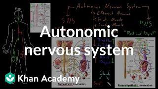 Autonomic nervous system  Organ Systems  MCAT  Khan Academy