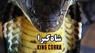 شاه کبرا، بزرگترین مار سمی جهان  King Cobra The Worlds Largest Venomous Snake  EN Sub