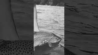 Big wild brown trout released in Montana