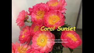 Coral Sunset peony Корал Сансет пион