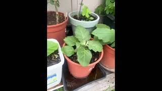 Part1- Update of my Vegetable Plants in our rooftop building.