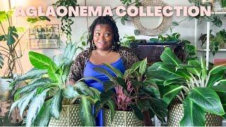 MY ENTIRE AGLAONEMA COLLECTION  21 different varieties