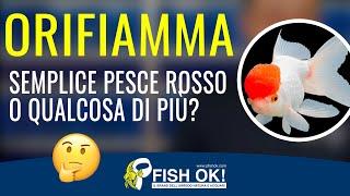  Scopriamo gli Orifiamma semplice pesce rosso o qualcosa di più?