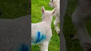 Gorgeous Spring Lamb Edinburgh Scotland