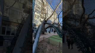 205 Yıllık Anıt Ağaç #travelphotoss35 #eskişehir #tree #treeoflife #youtubeshorts #shortvideo