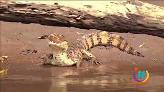 Los llevaremos de tour por el Río Sarapiquí