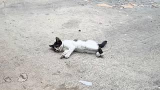 The sick stray kitten lay limp in the road trying to rise as people passed by but had no strength.
