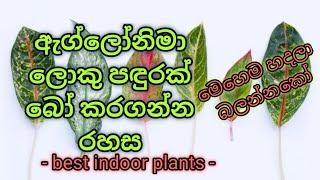 how to grow aglaonema plants