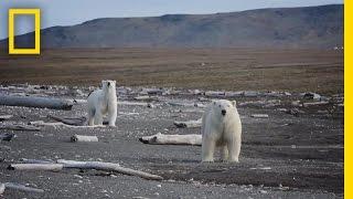 Animals Thrive on Pristine Russian Island  National Geographic