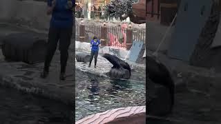 Sea  Lions Show