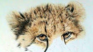 How to Draw Realistic Black Streaks on a Cheetah